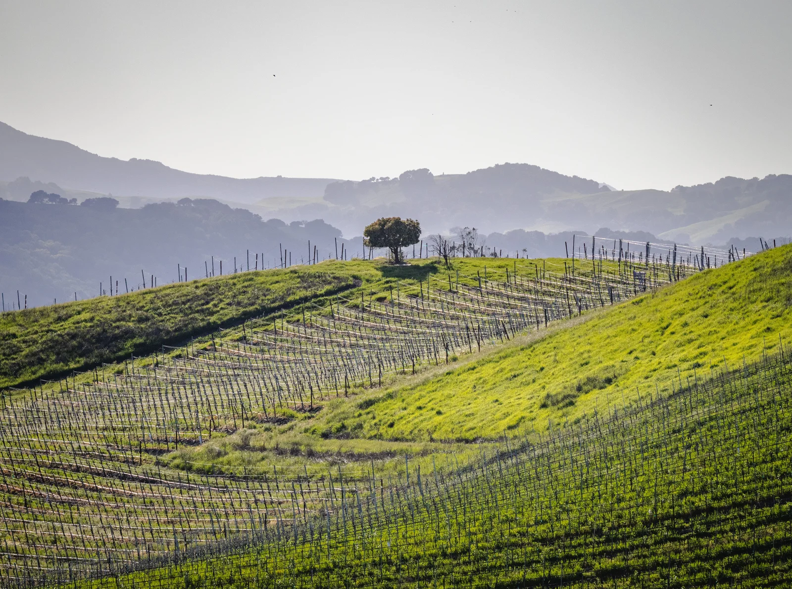 Sorella Estate vineyard in Warm Valley