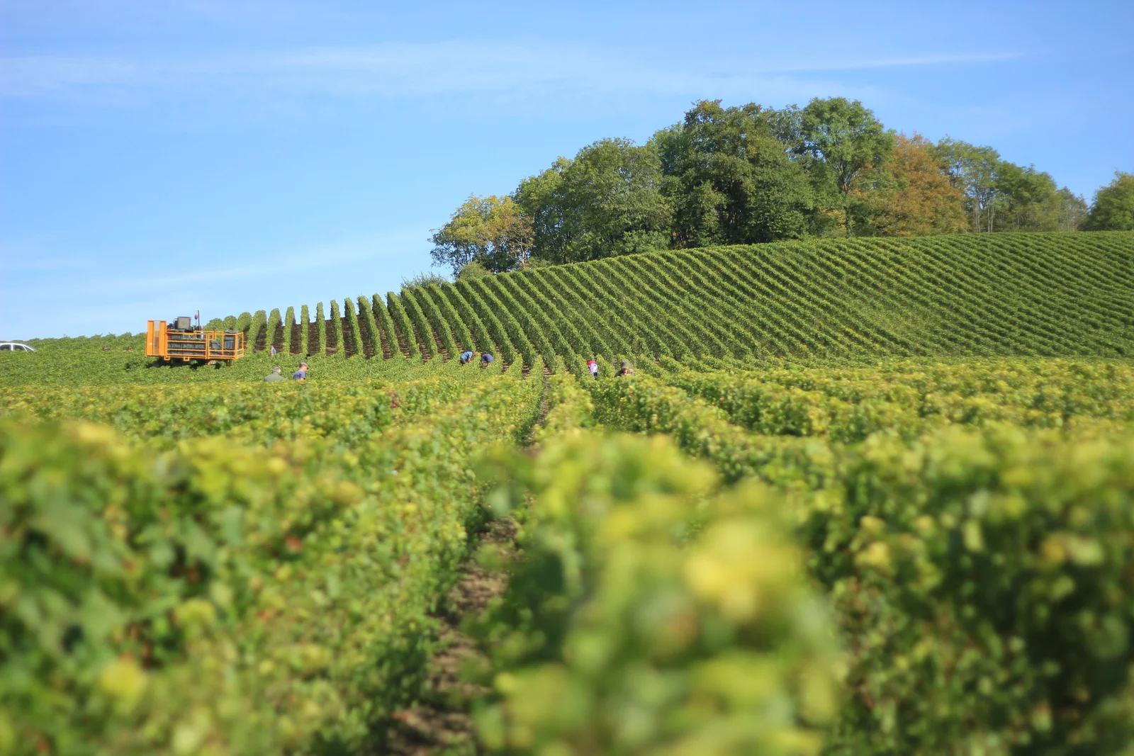 Estate Pinot Noir