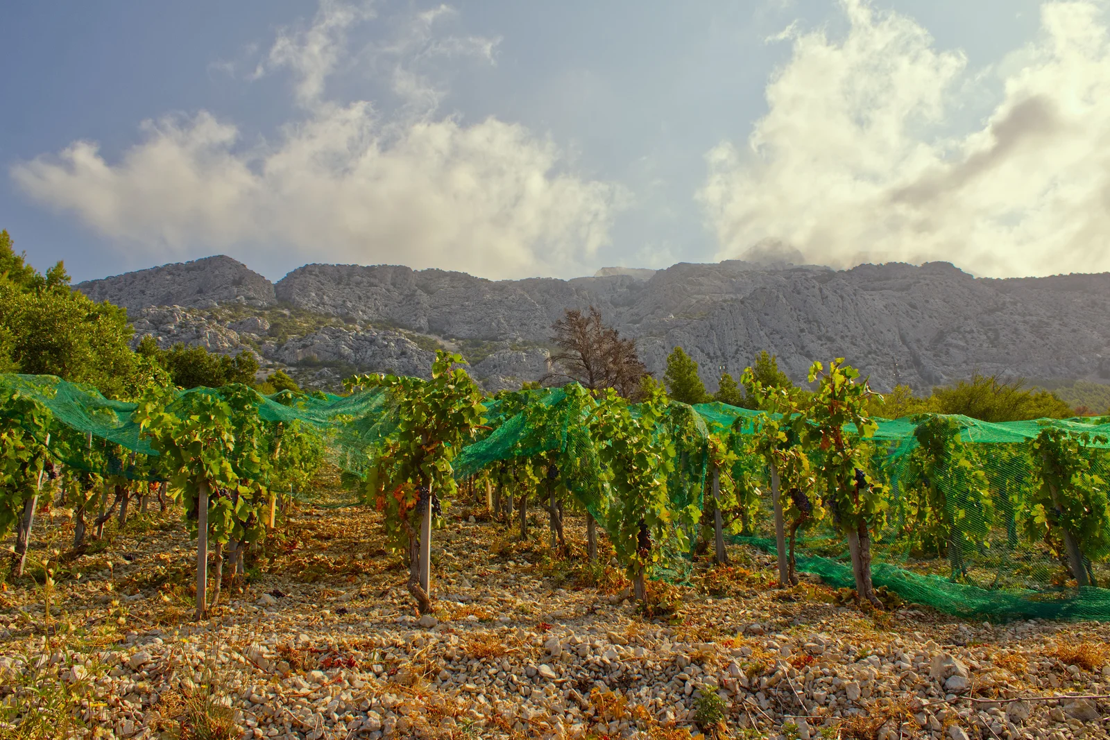 Hilltop Syrah